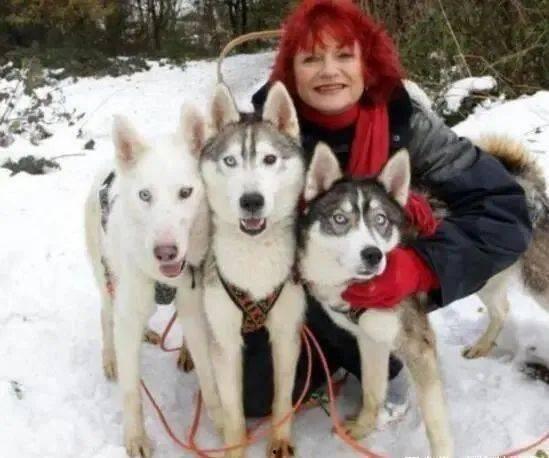 要哈士奇大腚娱乐吃瓜酱,吃瓜酱带你领略萌宠界的欢乐盛宴 第2张 要哈士奇大腚娱乐吃瓜酱,吃瓜酱带你领略萌宠界的欢乐盛宴 第2张